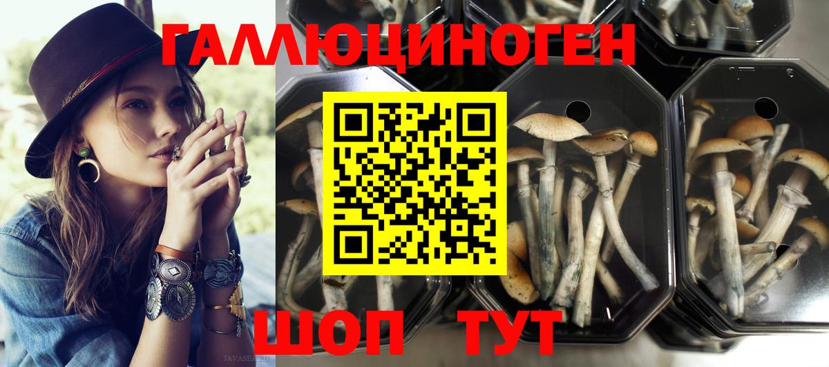 Псилоцибиновые грибы Psilocybe  купить закладку  Сердобск  Вход с VPN 